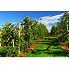 Apple orchard with red ripe apples under bright blue sky