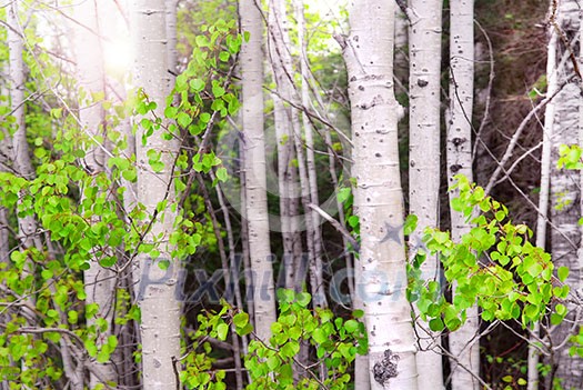 Natural background of aspen tree trunks in a grove with sunlight