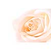 Delicate high key beige rose macro on white background