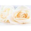 Two delicate high key beige roses macro 