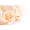 Two delicate high key beige roses macro floral background