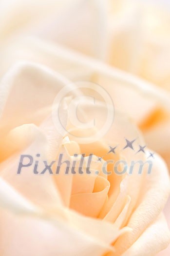 Floral background of two delicate high key beige roses macro Floral background of two delicate high key beige roses macro