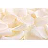 Abstract background of a fresh beige rose petals