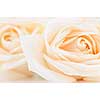 Delicate high key beige roses macro floral background