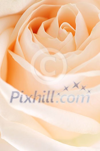 Delicate high key beige rose macro floral background Delicate high key beige rose macro floral background