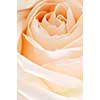 Delicate high key beige rose macro floral background