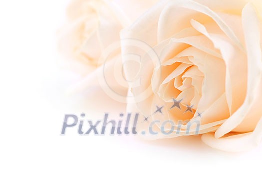 Floral background of two delicate high key beige roses macro on white