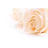 Floral background of two delicate high key beige roses macro on white