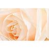 Macro of a delicate beige rose flower
