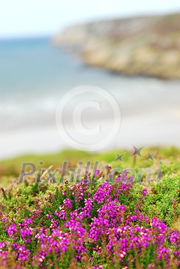 Heather blooming at the Atlantic ocean coast in Brittany, France Heather blooming at the Atlantic ocean coast in Brittany, France