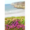 Heather blooming at the Atlantic ocean coast in Brittany, France