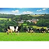 Cows grazing in a green pasture in rural Brittany, France.