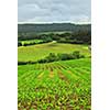 Scenic view on agricultural landscape in rural Brittany, France.