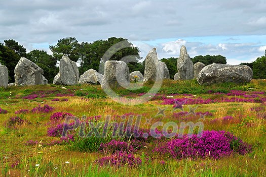 Heather blooming among prehistoric megalithic monuments menhirs in Carnac area in Brittany, France Heather blooming among prehistoric megalithic monuments menhirs in Carnac area in Brittany, France