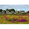 Heather blooming among prehistoric megalithic monuments menhirs in Carnac area in Brittany, France