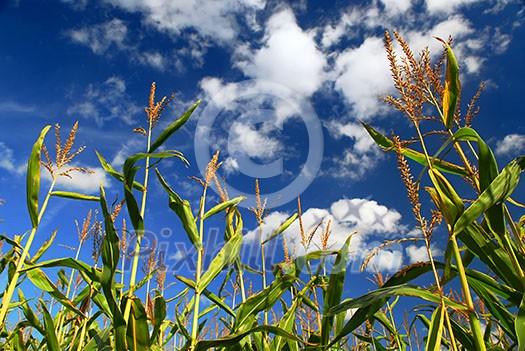 Farm field with growing corn under blue sky