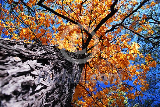 Golden autumn canopy of an old tall elm tree in sunny fall forest Golden autumn canopy of an old tall elm tree in sunny fall forest