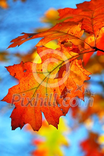 Oak branch with colorful fall leaves in autumn forest on blue sky background