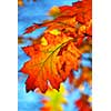 Oak branch with colorful fall leaves in autumn forest on blue sky background