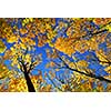 Canopies of tall colorful autumn trees in sunny fall forest