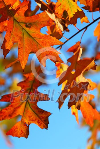 Closeup of colorful fall oak leaves, natural background with blue sky Closeup of colorful fall oak leaves, natural background with blue sky