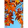 Closeup of colorful fall oak leaves, natural background with blue sky