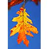Colorful fall oak leaf on a tree branch with blue sky background