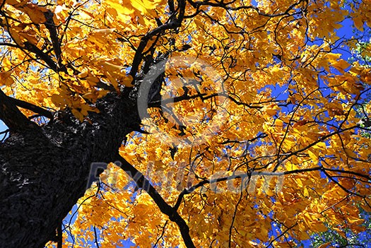 Golden autumn canopy of an old elm tree in sunny fall forest