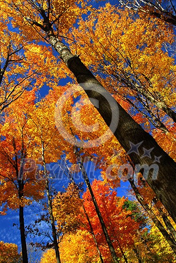 Fall maple trees on warm autumn day Fall maple trees on warm autumn day