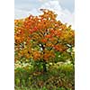 Beautiful maple tree with red foliage in early fall