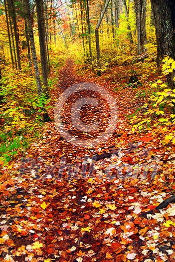 Hiking trail in fall forest covered with colorful leaves. Algonquin provincial park, Canada. Hiking trail in fall forest covered with colorful leaves. Algonquin provincial park, Canada.