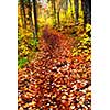 Hiking trail in fall forest covered with colorful leaves. Algonquin provincial park, Canada.
