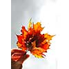 Closeup on a hand holding a bunch of bright fall maple leaves against grey overcast sky