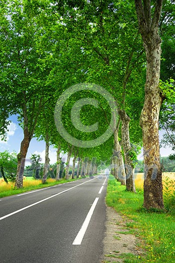 Country road lined with sycamore trees in southern France