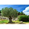 Ancient olive tree growing in southern France