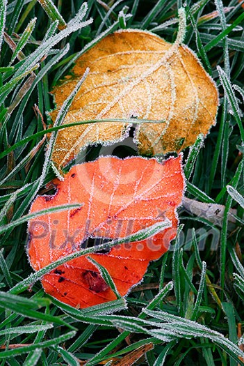 Frosty colorful fallen leaves lying on frozen grass on a cold fall morning