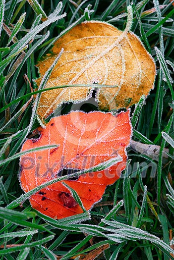 Frosty colorful fallen leaves lying on frozen grass on a cold fall morning Frosty colorful fallen leaves lying on frozen grass on a cold fall morning