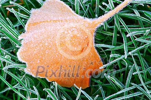 Frosty fallen tree leaf lying on frozen grass on a cold fall morning