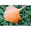 Frosty fallen tree leaf lying on frozen grass on a cold fall morning