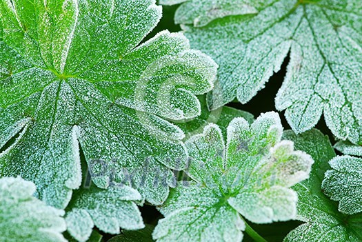 Morning frost on plant leaves in late fall Morning frost on plant leaves in late fall