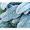 Morning frost on plant leaves in late fall