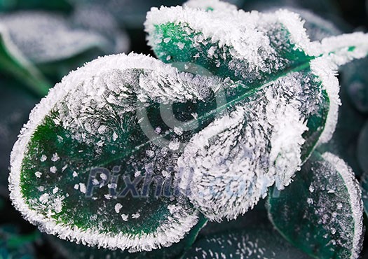 Morning frost on plant leaves in late fall