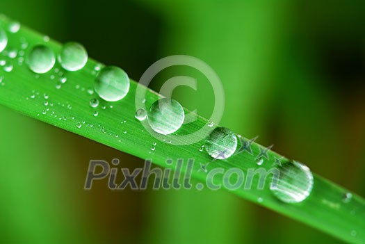 Big water drops on a green grass blade, extreme macro