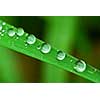 Big water drops on a green grass blade, extreme macro