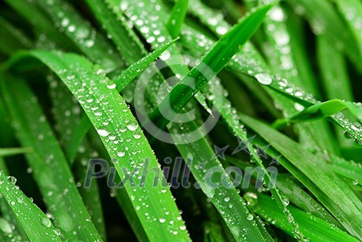 Big water drops on green grass blades, closeup
