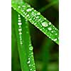 Big water drops on green grass blades, macro