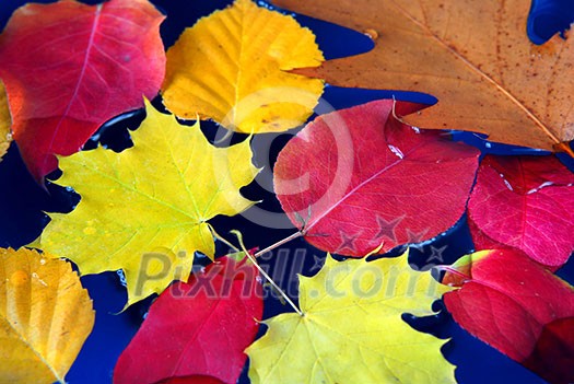 Colorful fall leaves floating in blue water