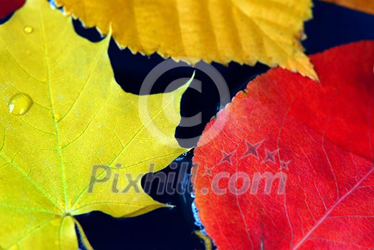 Colorful fall leaves floating in blue water