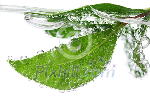 Green leaves of a plant submerged in water with air bubbles