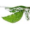 Green leaves of a plant submerged in water with air bubbles